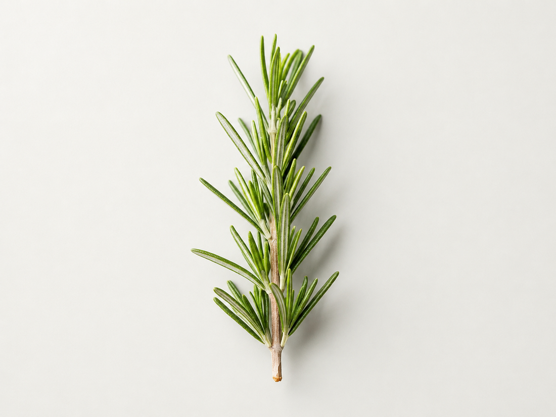 Rosemary Hair Oil: Why Everyone’s Talking About It