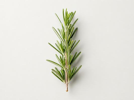 Rosemary Hair Oil: Why Everyone’s Talking About It